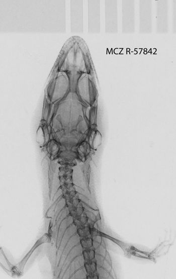 Media type: image;   Herpetology R-57842